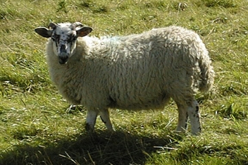 sheep2.jpg (107836 bytes)